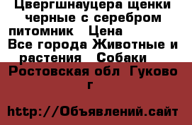Цвергшнауцера щенки черные с серебром питомник › Цена ­ 30 000 - Все города Животные и растения » Собаки   . Ростовская обл.,Гуково г.